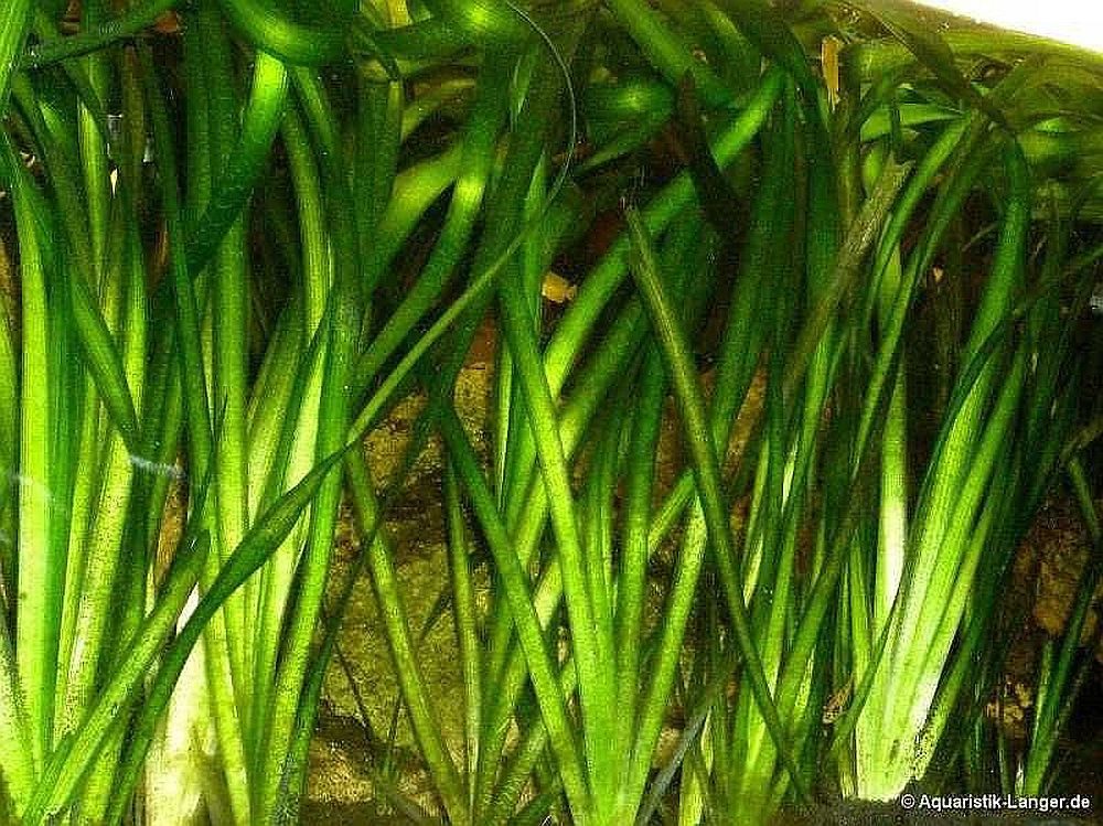 Aquaristik-Langer Aquariendeko Riesenvallisnerie, Vallisneria australis Gigantea Bund 3 Stück