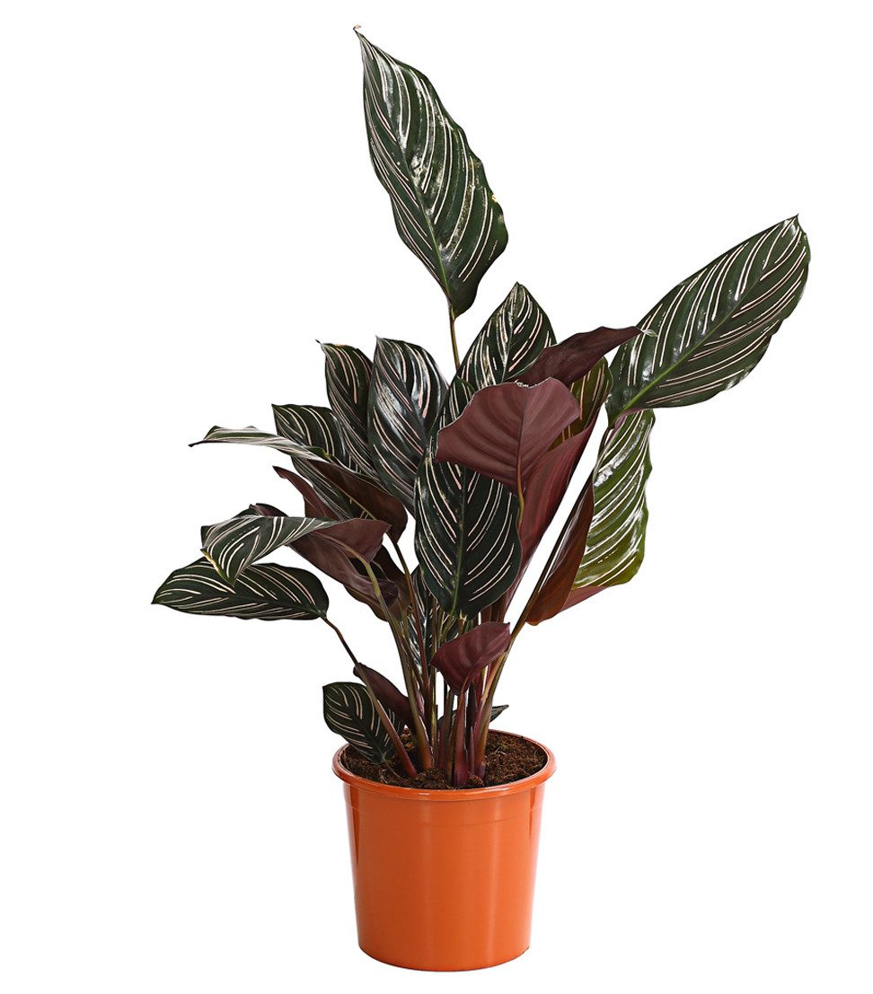 Dehner Zimmerpflanze Korbmarante, Calathea ornata, 40-50 cm inkl. Pflanztopf, luftreinigende Grünpflanze mit dunkelgrünem, gestreiftem Laub