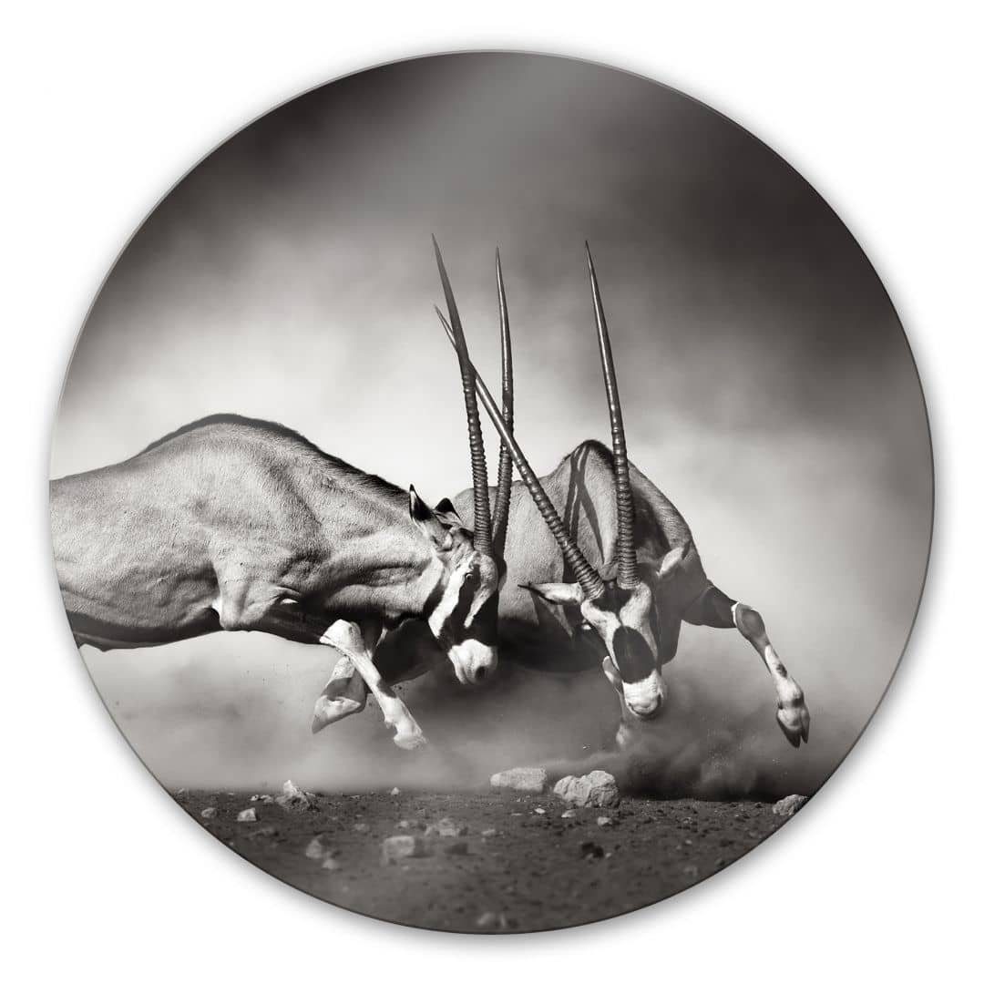 K&L Wall Art Gemälde Glas Wandbild Rund Glasbild Oryx Antilopen Duell Safari Afrika, Wandschutz Deko Bilder