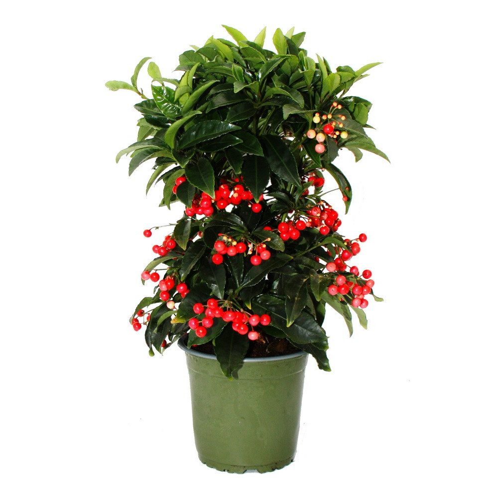 Exotenherz Beetpflanze Gewürzbeere Gekerbte Spitzblume Ardisia crenata 14cm Topf ca45cm hoch