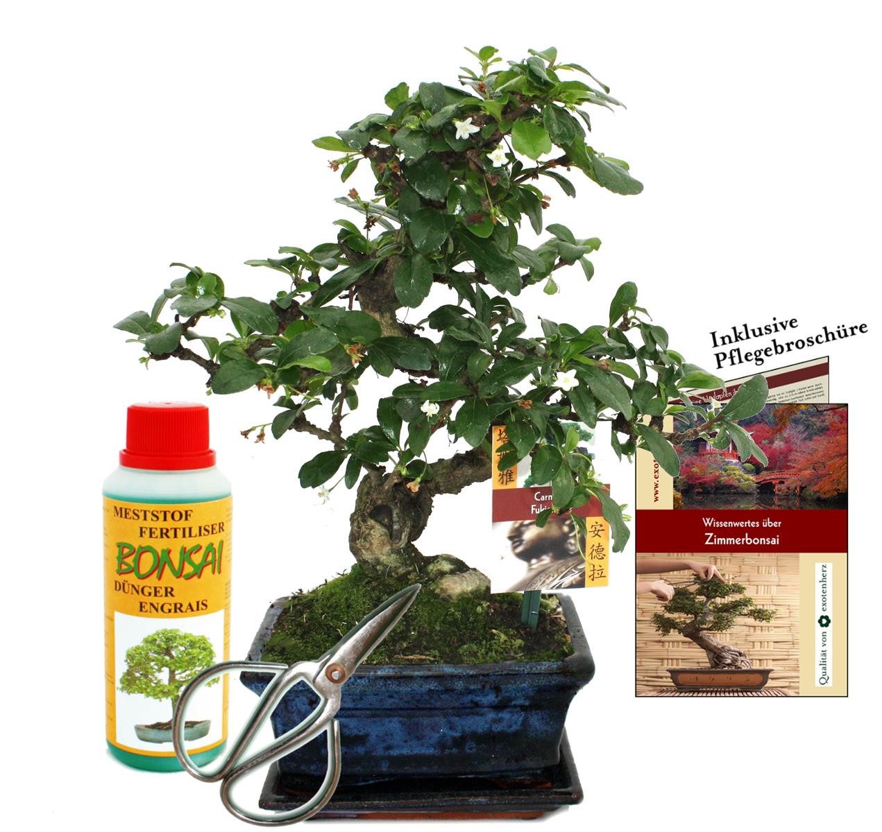 Exotenherz Zimmerpflanze Geschenkset Bonsai Carmona Fukientee ca. 6 Jahre alt Anfänger-Set