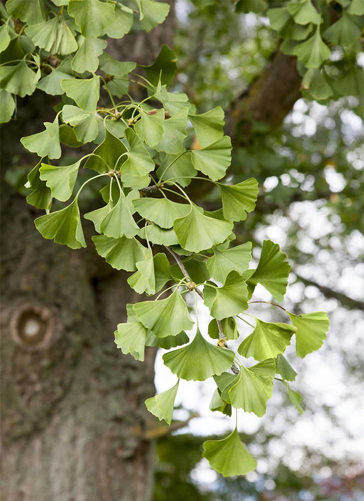 Garten von Ehren Baum Ginkgo biloba Containerware 60-80 cm hoch