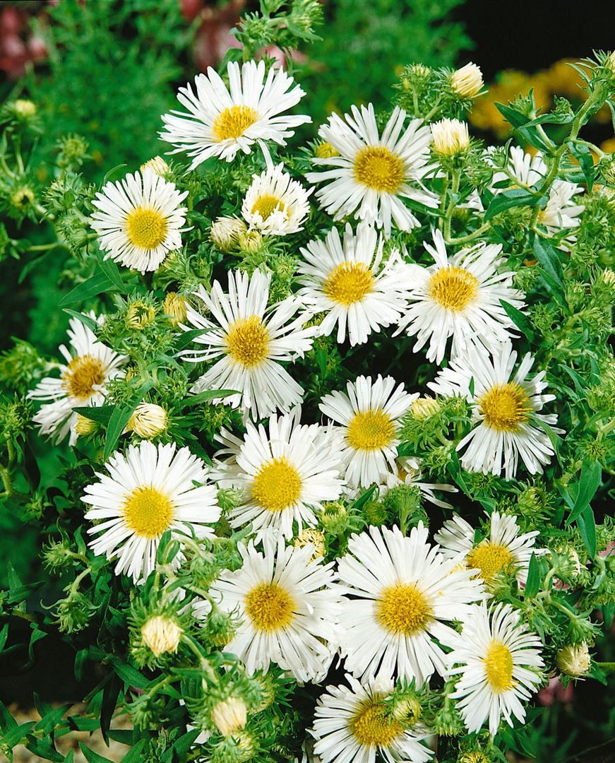 Pflanzen für Dich Staude Aster novae-ang.