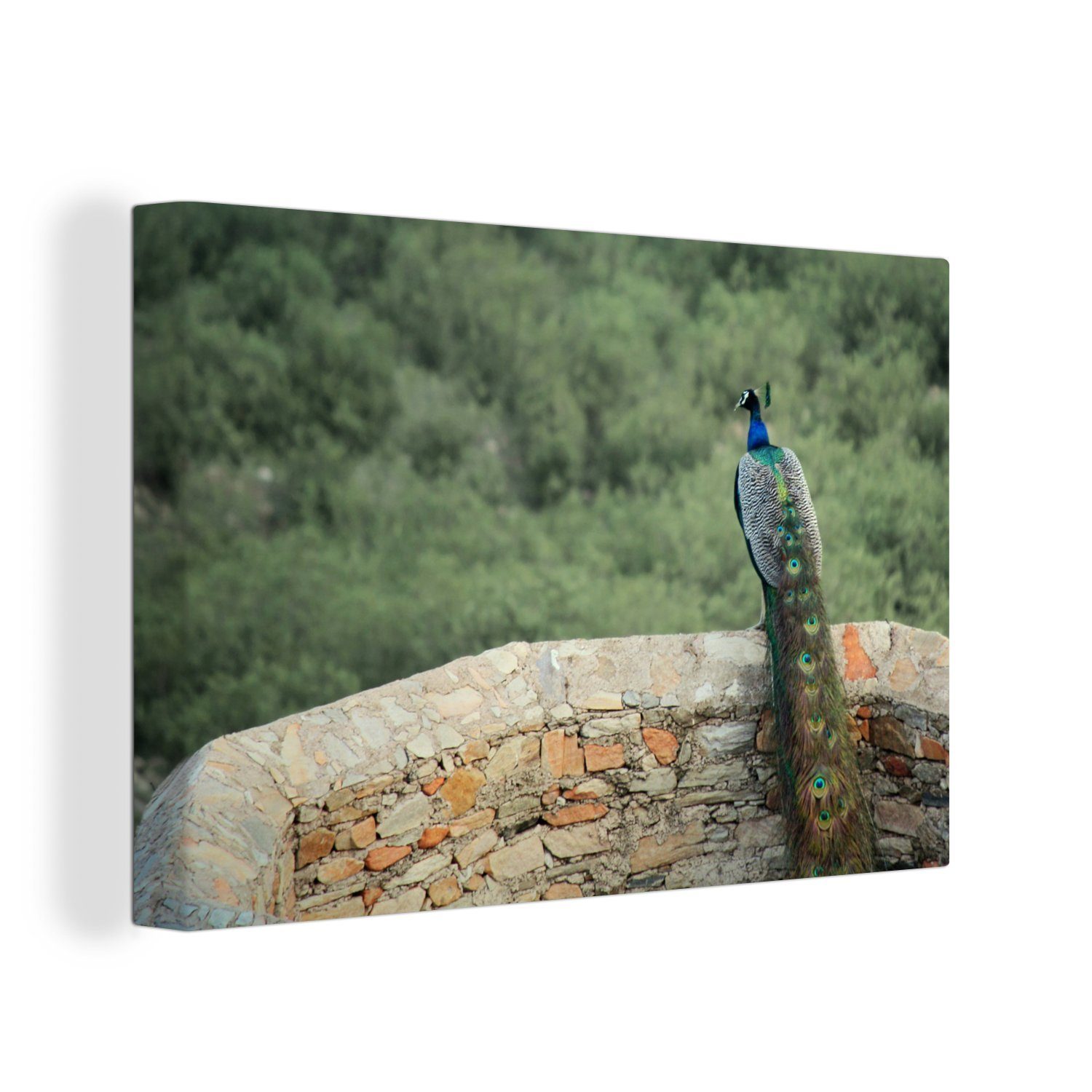 Wald, Wandbild Leinwandbild cm - Wanddeko, Leinwandbilder, St), Wand (1 Pfau Aufhängefertig, - OneMillionCanvasses® 30x20
