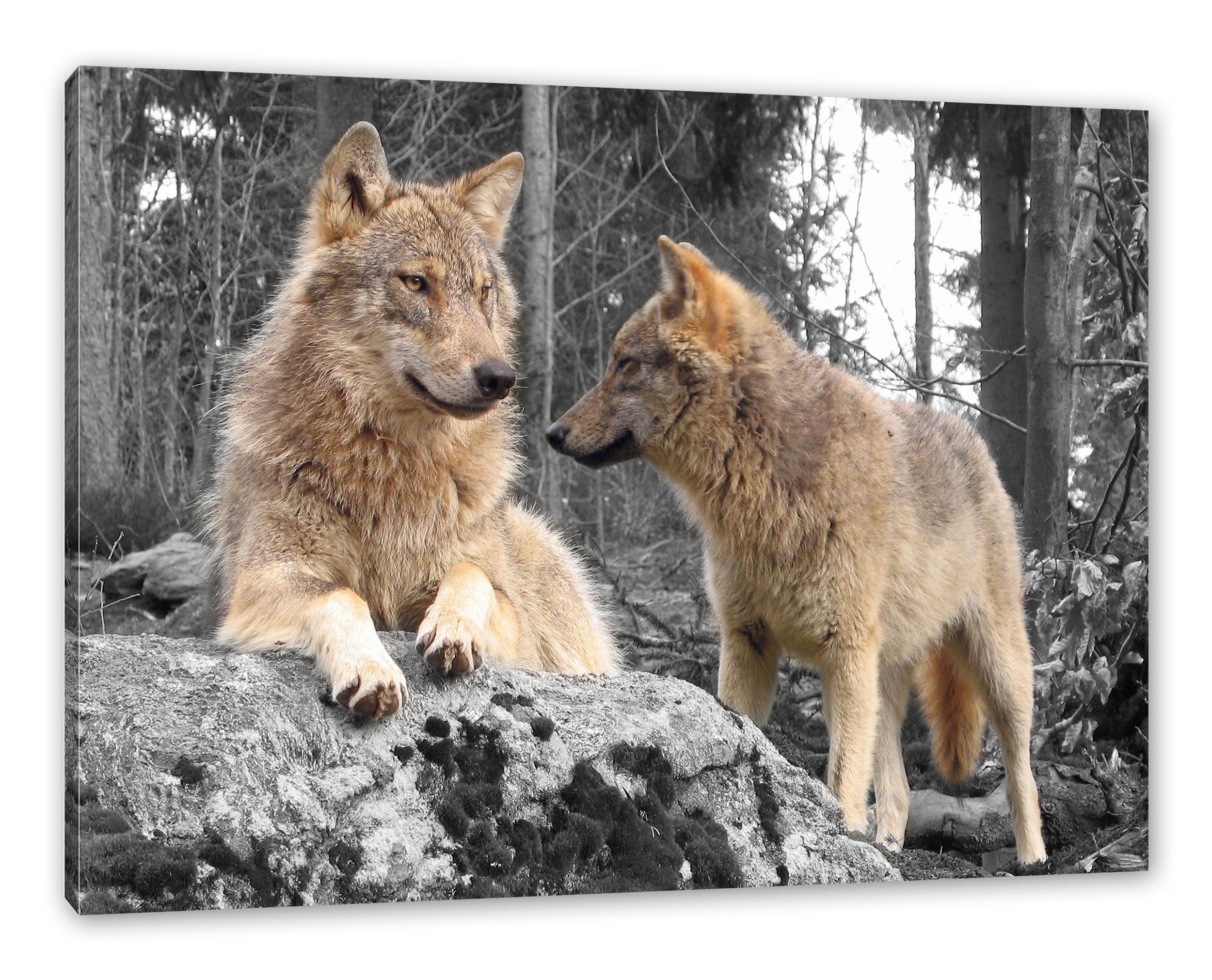 Leinwandbild Wald, St), (1 bespannt, Wölfe Wölfe im Zackenaufhänger inkl. Leinwandbild Pixxprint Wald fertig im