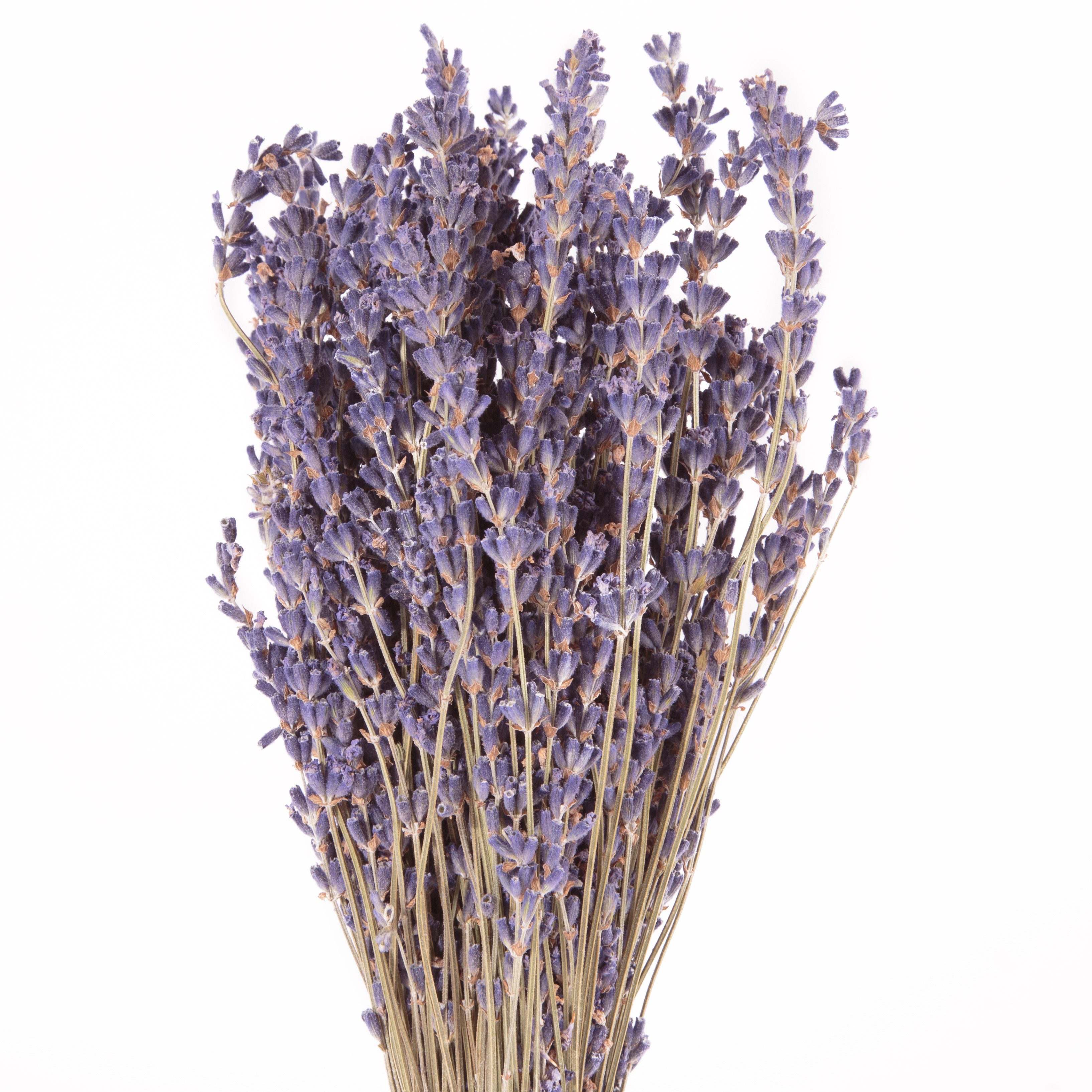 Trockenblume Echter Lavendel getrocknet Lavendelstrauß Deko Lavendelbund Ernte 2025 Lavendel, ROSEMARIE SCHULZ Heidelberg, Höhe 35 cm, französischer Lavendel aus der Provence auch für Lavendelsäckchen