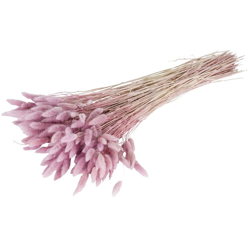 Kunstblume Trockenblumen Deko Bund Lagurus gefärbt altrosa Lagurus, matches21 HOME & HOBBY, Höhe 0 cm