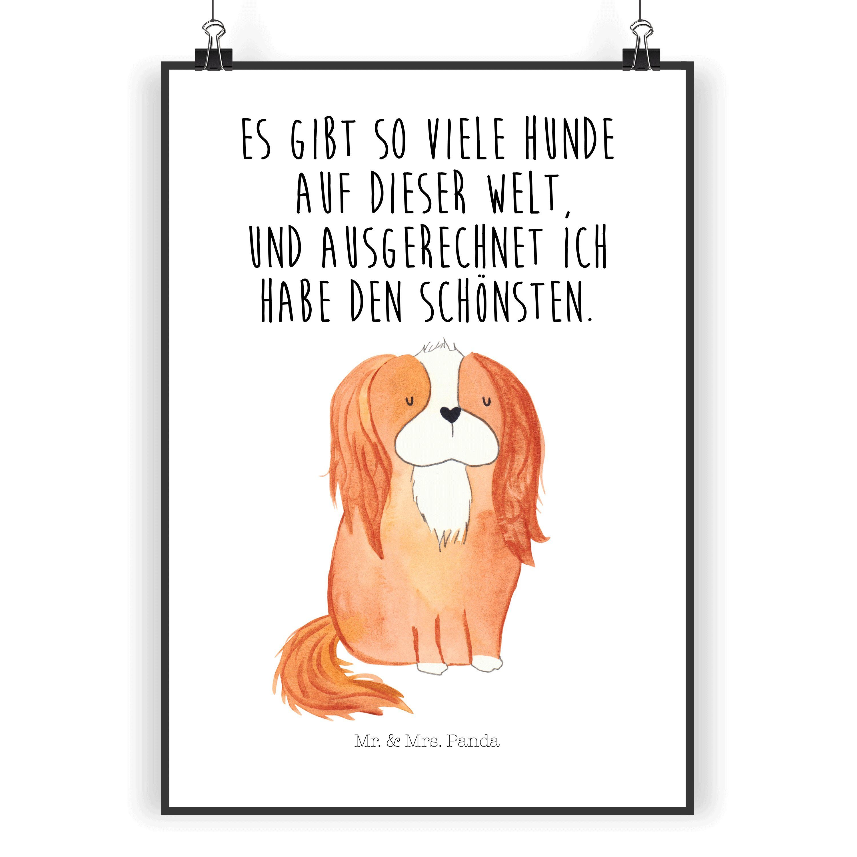 Poster DIN A5 Cavalier King Charles Spaniel - Weiß - Geschenk, Hund, Wanddek