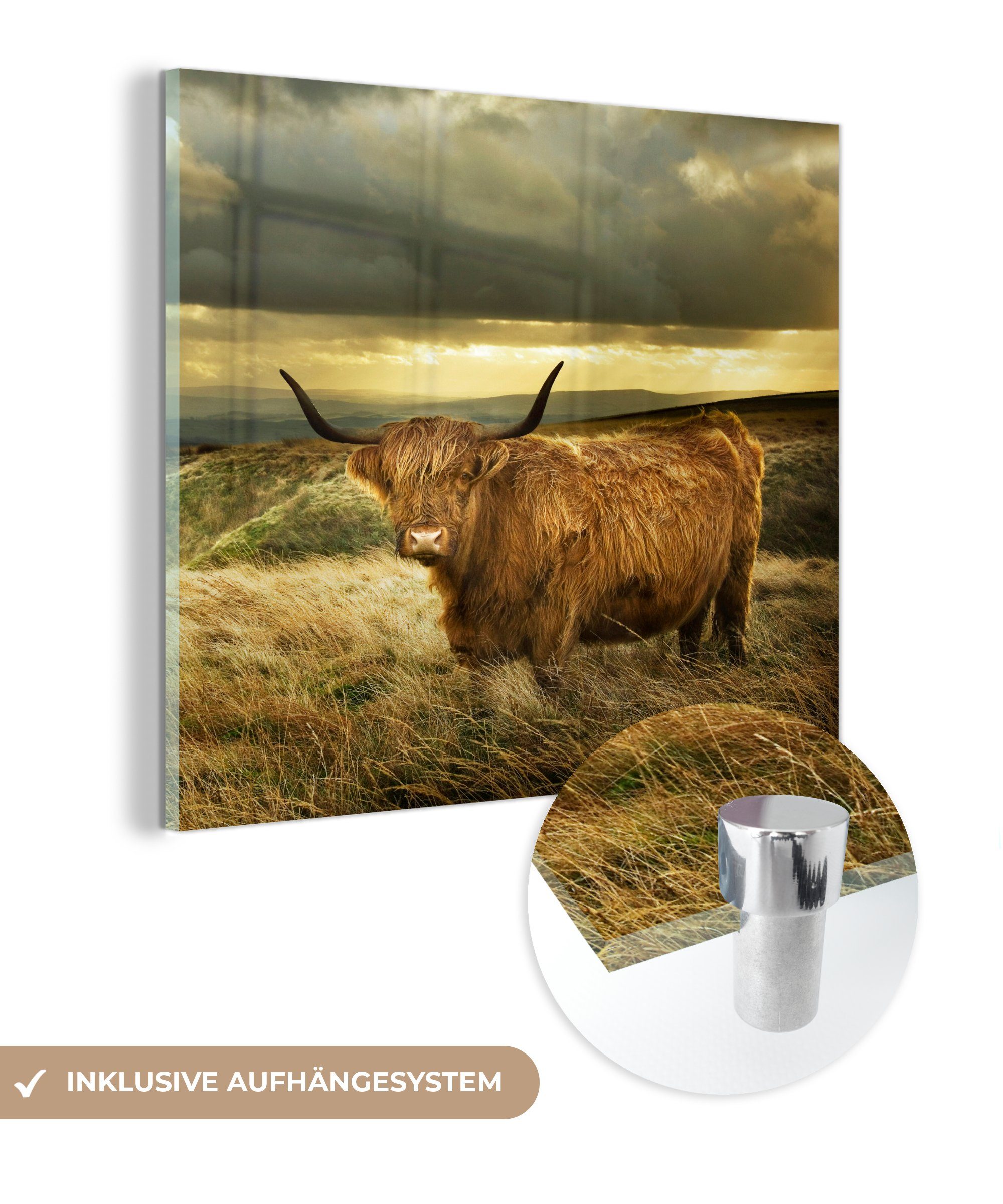 MuchoWow Acrylglasbild Schottische Highlander - Natur - Bauernhof, (1 St), Glasbilder - Bilder auf Glas Wandbild - Foto auf Glas - Wanddekoration