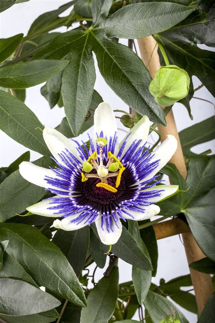 Pflanzen für Dich Kletterpflanze Passiflora cearulea, 1 St., Blaue Passions günstig online kaufen