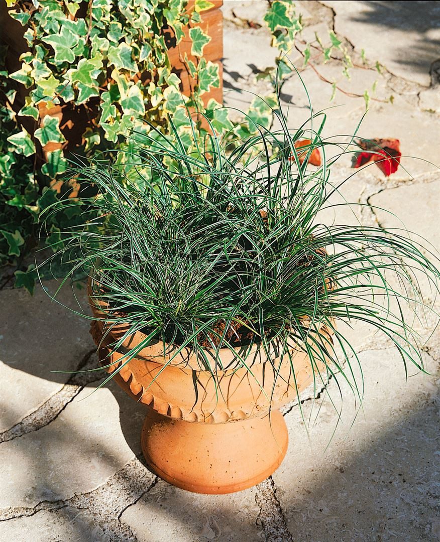 Pflanzen für Dich Gräser Carex conica Snowline, 1 St., Japan-Segge, weißbunt, kompakt