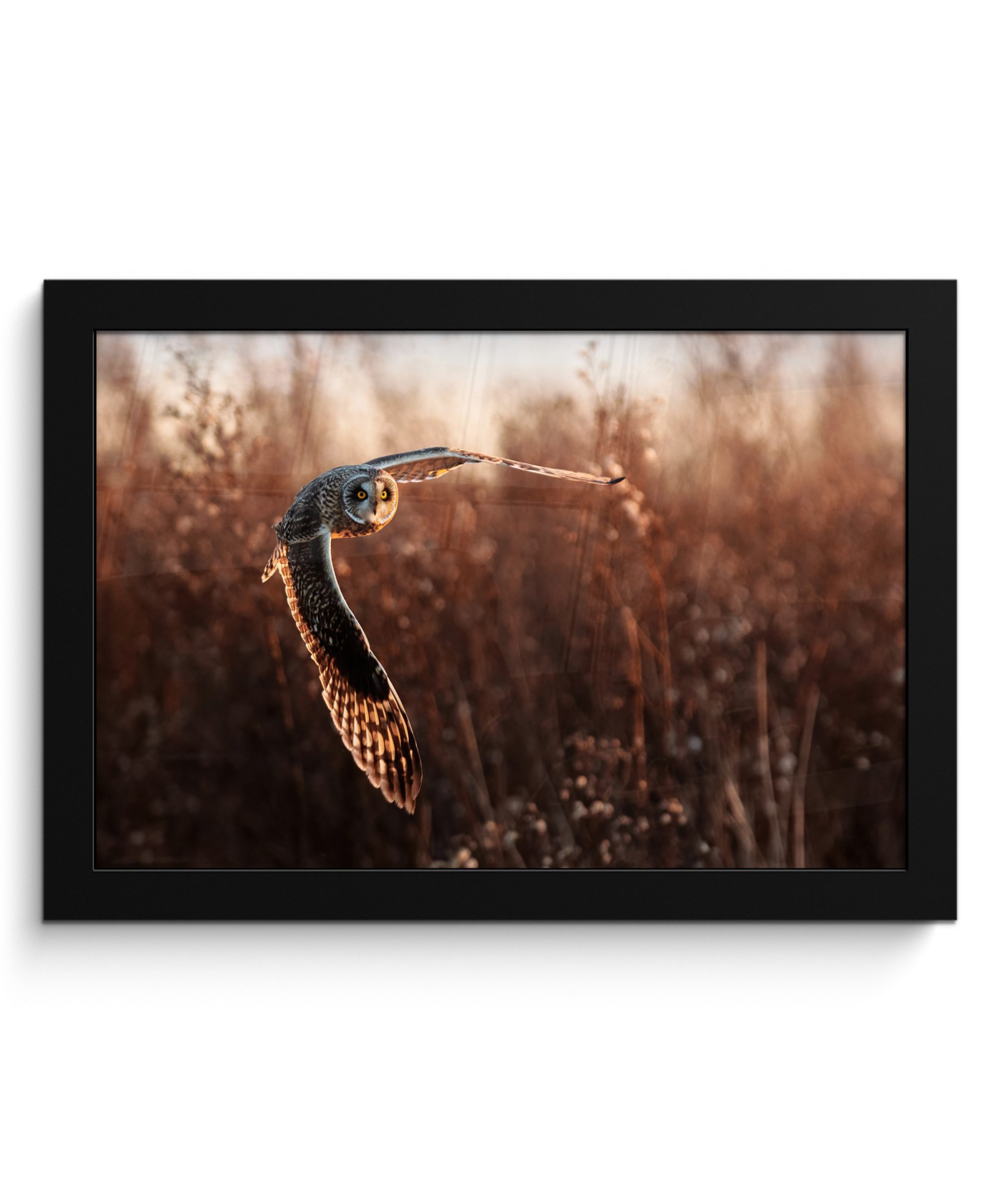 MuchoWow Poster Vogel - Eule - Sonnenuntergang - Natur, (1 St), Wandbilder, Deko Wohnzimmer Schlafzimmer, 30x20 cm