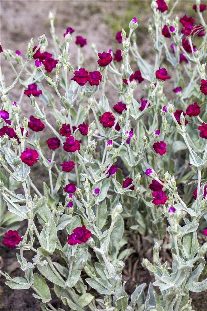 Pflanzen für Dich Staude Lychnis coronaria, 1 St., Kronen-Lichtnelke, Samtnelke, Filznelke