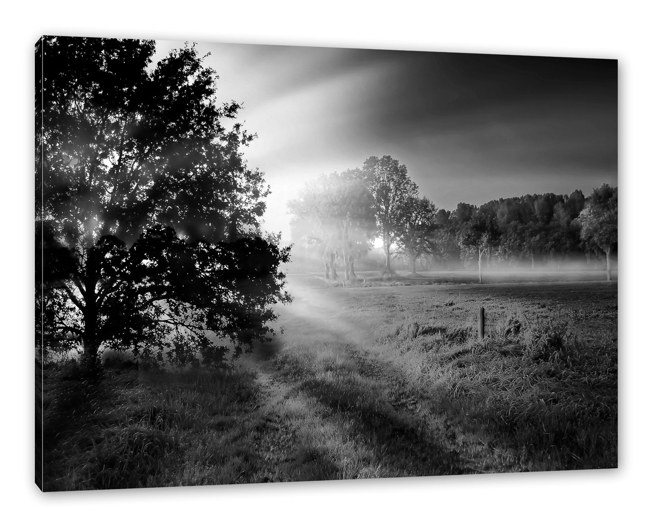 Pixxprint Leinwandbild schöne Lichtung im Wald, schöne Lichtung im Wald (1 günstig online kaufen
