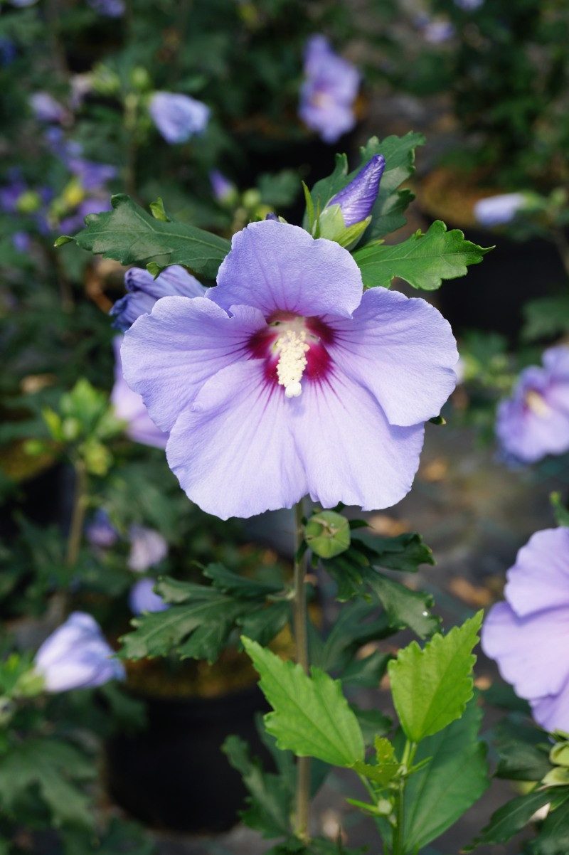 Garten von Ehren Zierstrauch Hibiscus syriacus Blue Bird Containerware 40-60 cm hoch