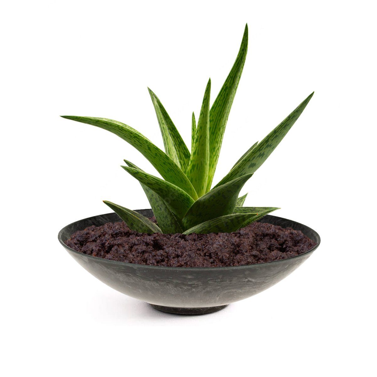matches21 HOME & HOBBY Blumentopf Pflanzschale günstig online kaufen