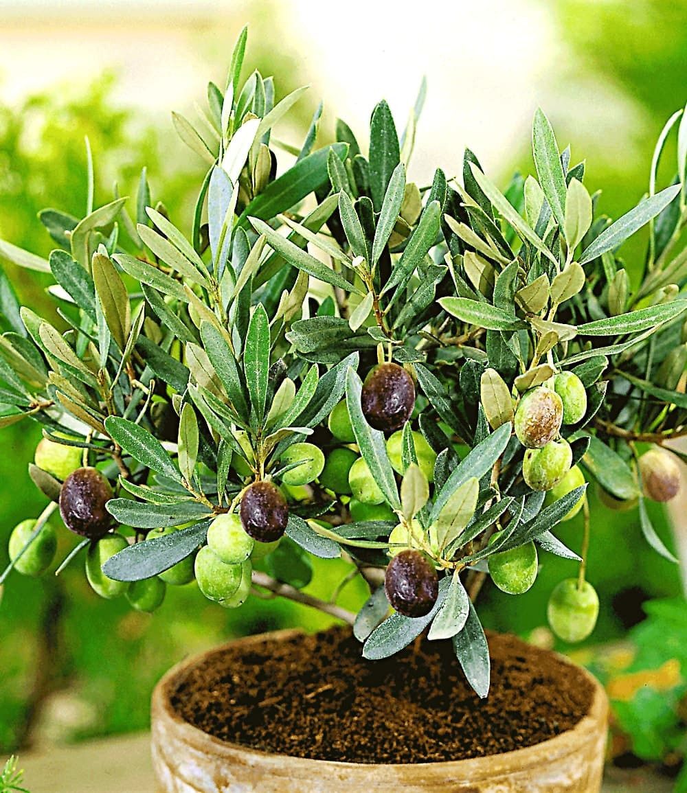 BALDUR Garten Olivenbaum Olivenbaum, 1 St., Olivenbäumchen, immergrün, pflegeleicht, kübelgeeignet