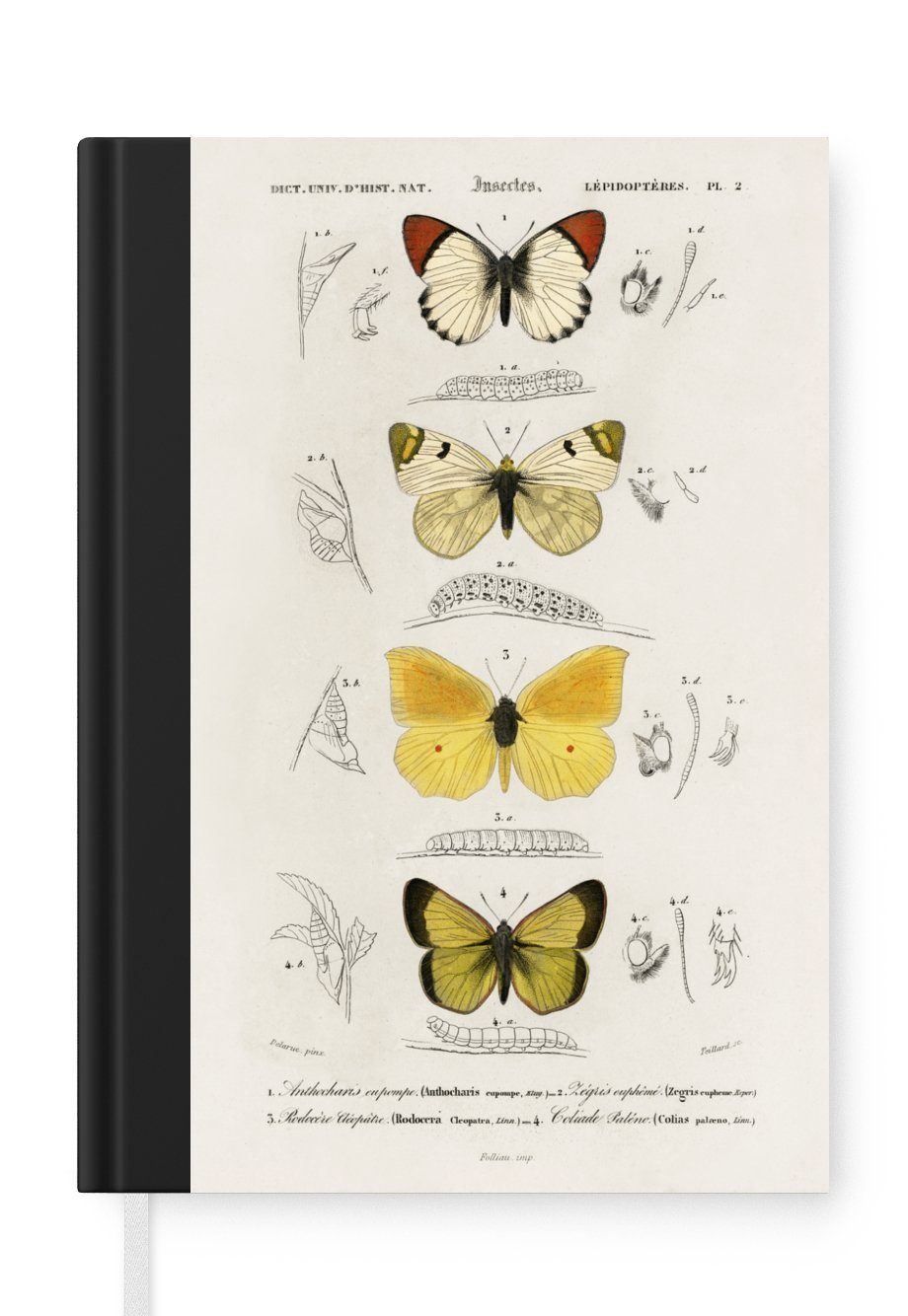 Notizbuch Schmetterling - Vintage - Insekten