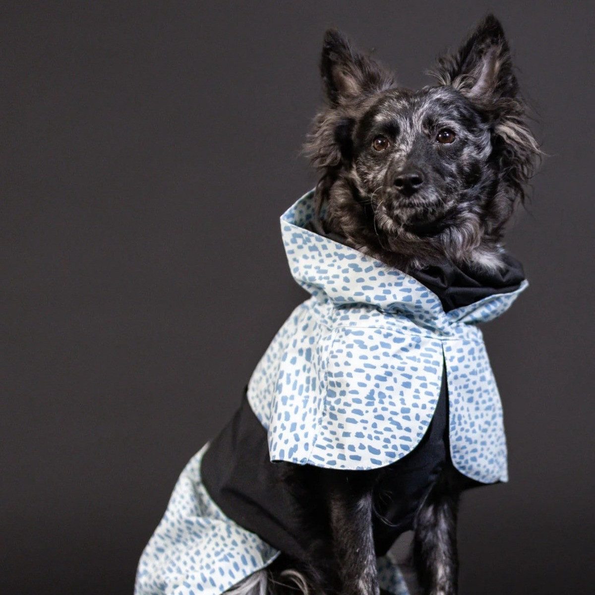 PAIKKA Hunderegenmantel Hunde Regenmantel "Raincoat" 2.0 Baby-blau