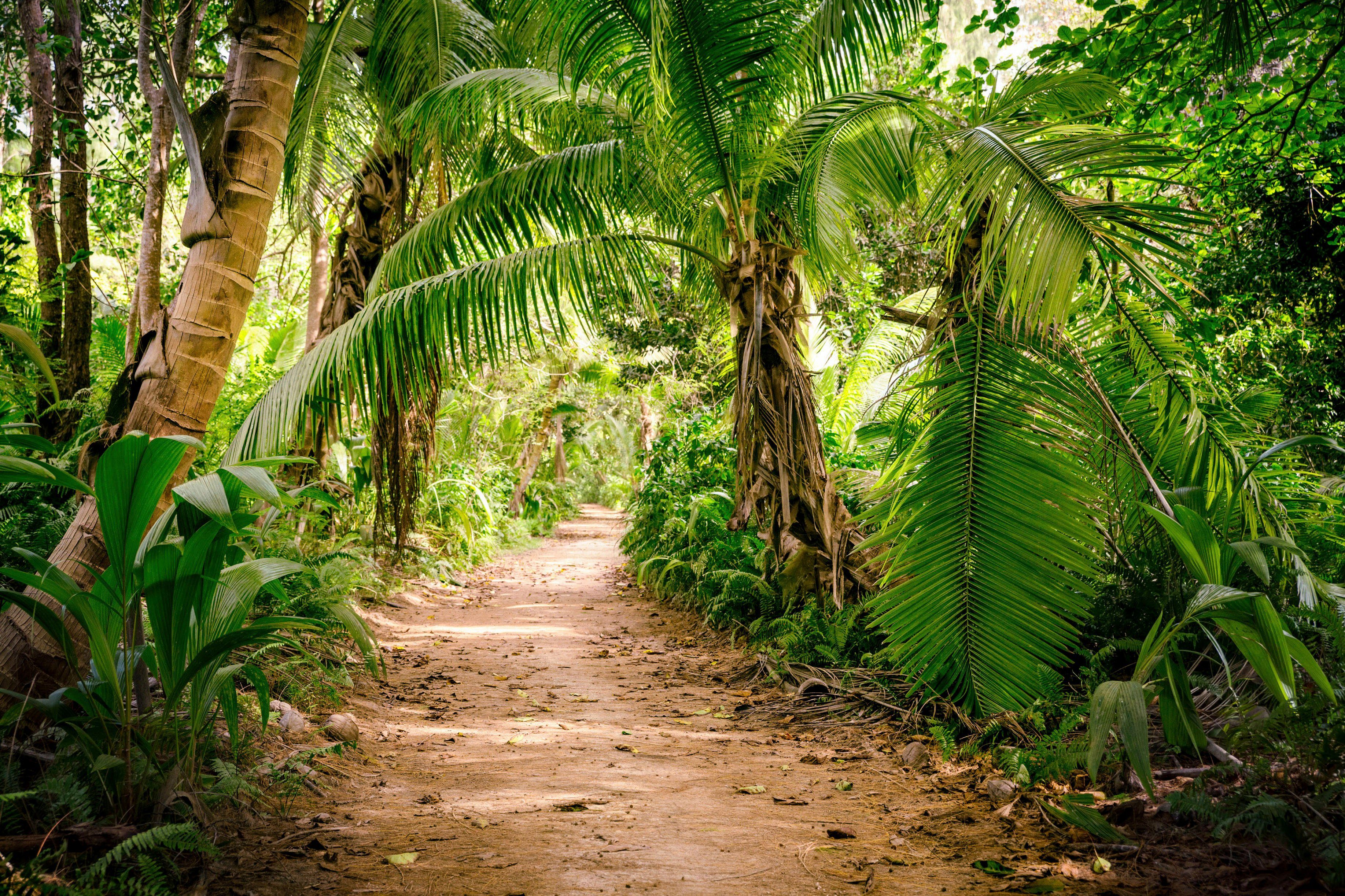 Création Leinwandbild (1 A.S. Walk, Keilrahmen Wald St), Palm Palmen Natur