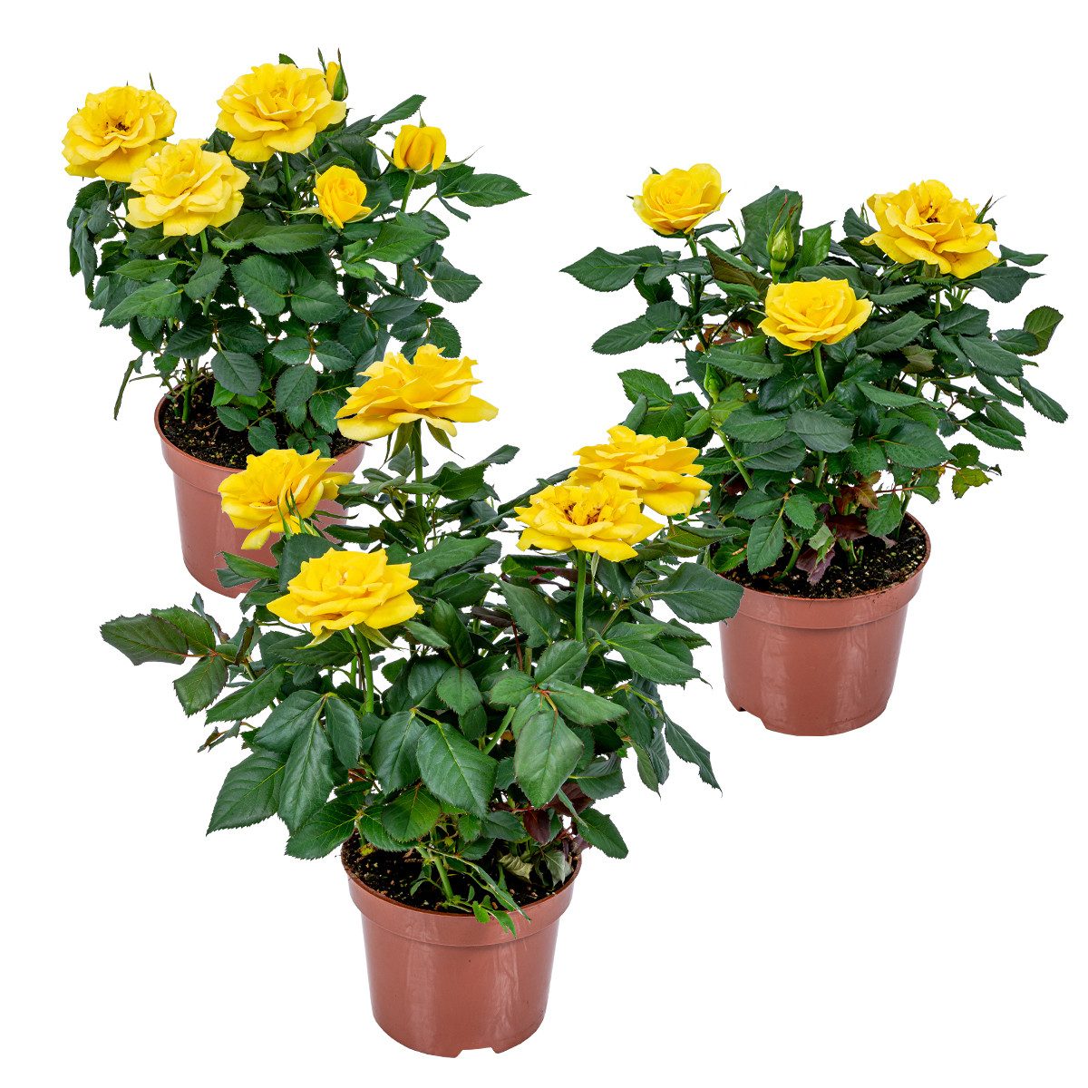 Bloomique Zimmerpflanze 3er-Set - Topfrosen Gelb - Für drinnen und draußen - Zimmerpflanzen -, 3 St.