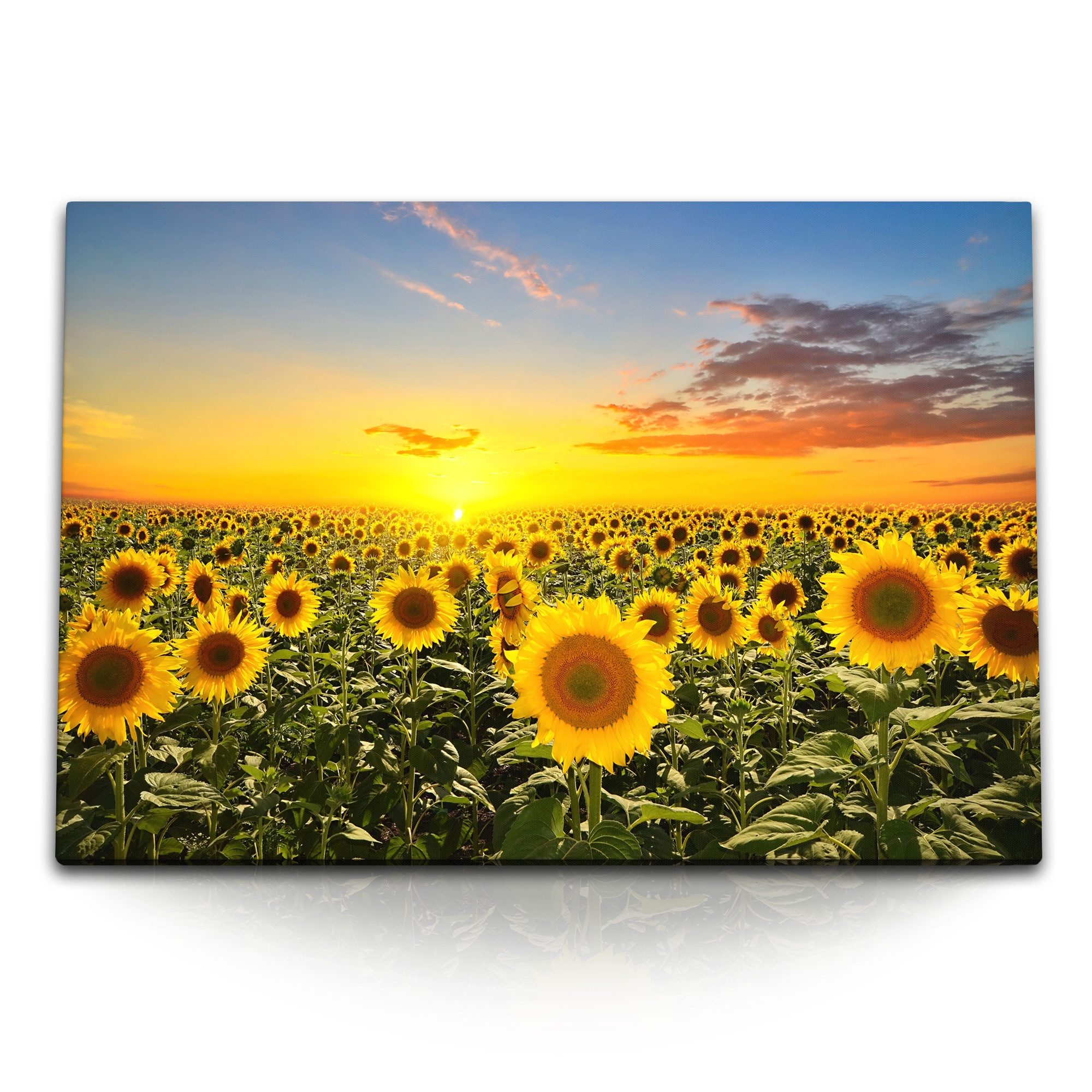 Leinwandbild 120x80cm Wandbild auf Leinwand Sonnenblumenfeld Sonnenblumen Gelb Sonn