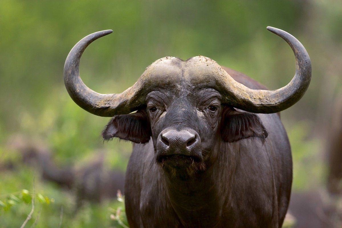 Papermoon Büffel Fototapete Afrikanischer