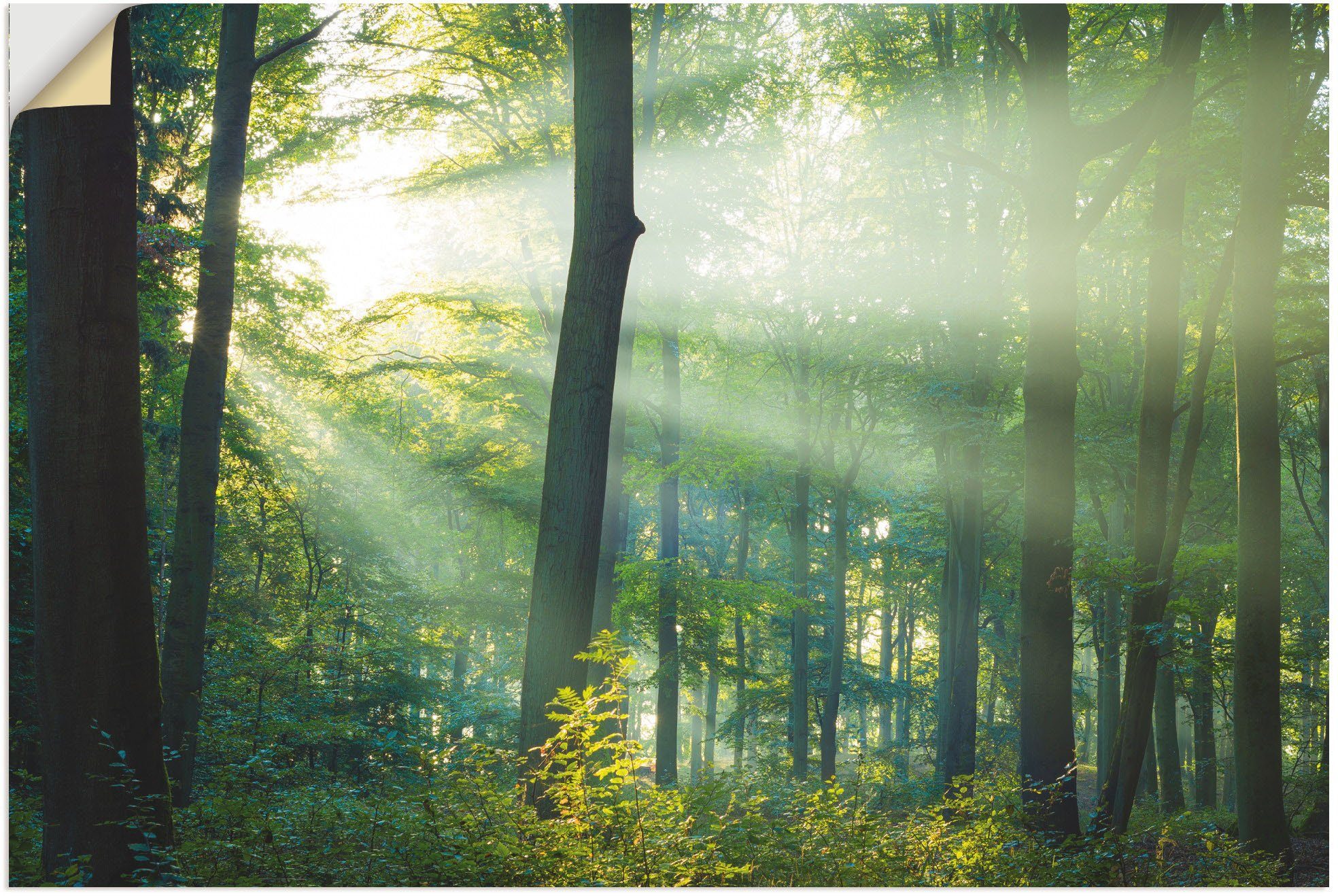 Artland Wandbild Licht im Wald, Waldbilder (1 St), als Alubild, Leinwandbild, Wandaufkleber oder Poster in versch. Größen