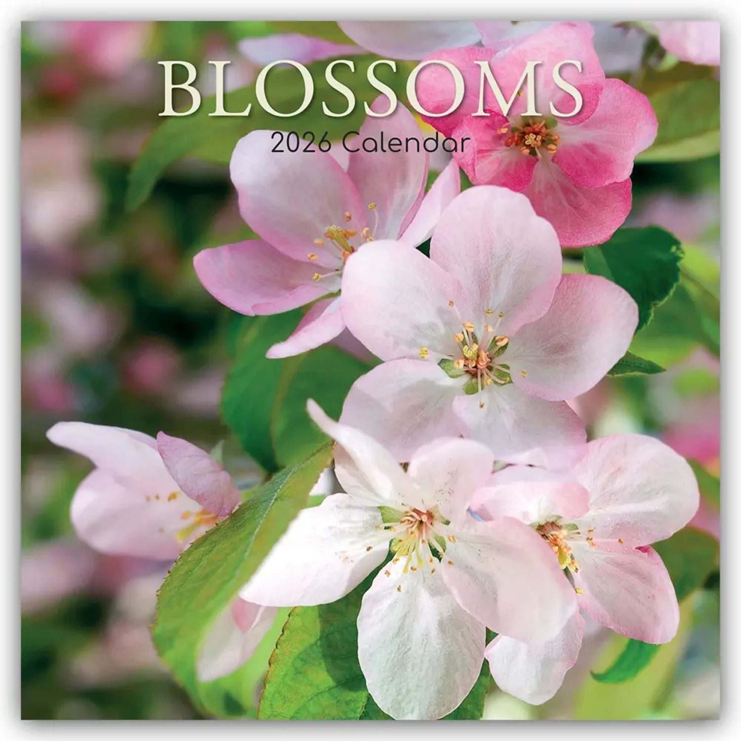 Wandkalender Blossoms - Blüten 2026 - 16-Monatskalender