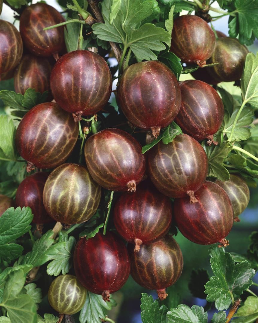 Pflanzen für Dich Obstpflanze Ribes uva-crispa Hinnonmäki rot, 1 St., Stachelbeere, Hinnonmäki-Rot-Stachelbeere, rote Beeren, dornenarm