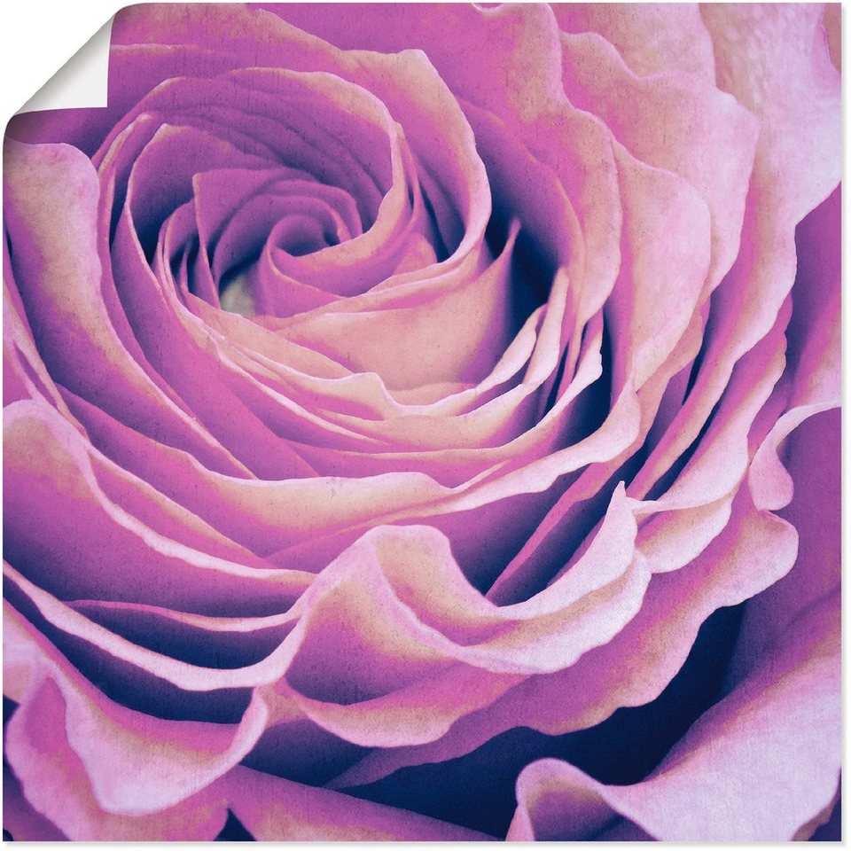 Artland Wandbild Lila Rose, Blumen (1 St), als Alubild, Leinwandbild,  Wandaufkleber oder Poster in versch. Größen