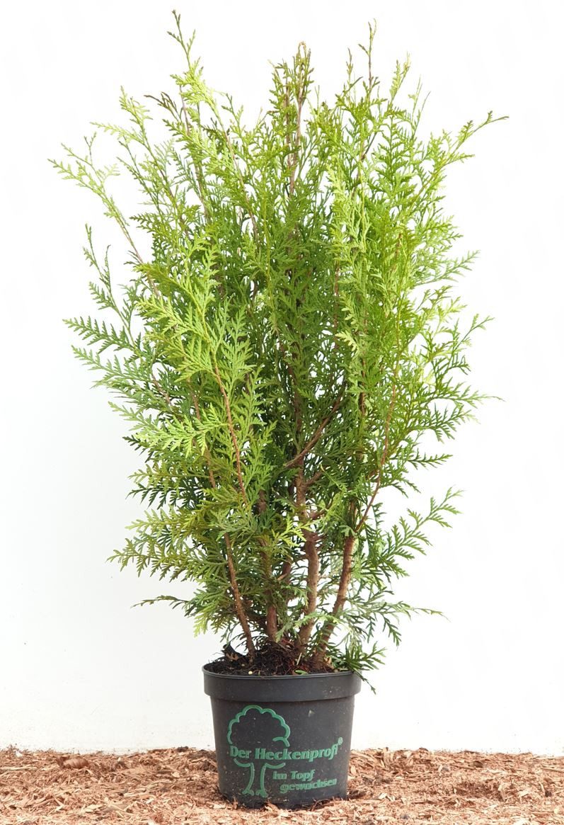 Pflanzen für Dich Konifere Thuja occ. Brabant, 1 St., Lebensbaum, Abendländischer Lebensbaum, schnellwachsend, immergrün