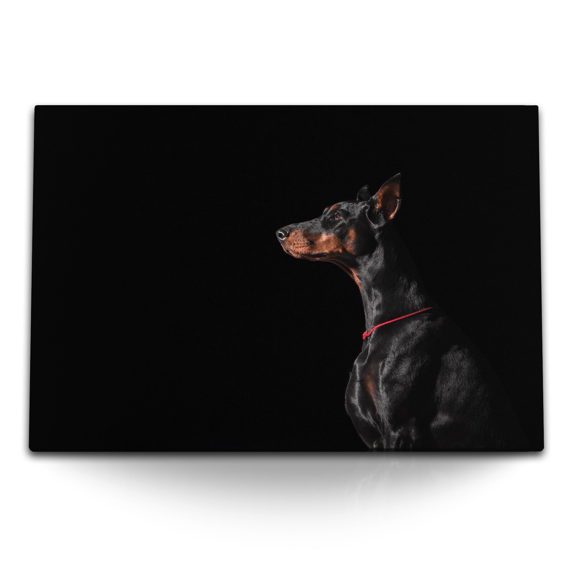 Leinwandbild 120x80cm Wandbild auf Leinwand Dobermann Tierfotografie Hund schwarzer