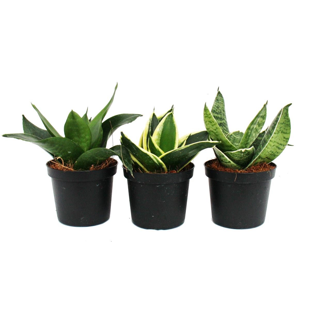Exotenherz Zimmerpflanze Sansevieria trifaciata hahnii 3 versch. Pflanzen im 9cm Topf Bogenhanf