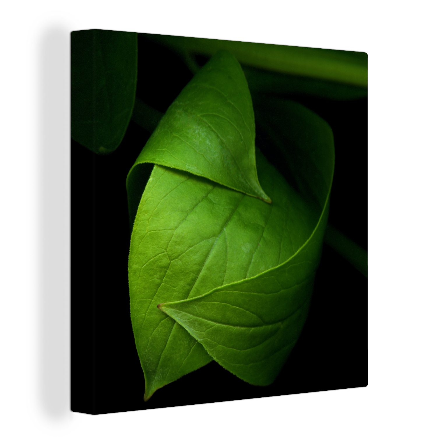 OneMillionCanvasses® Leinwandbild Die Details eines grünen Blattes vor schwarzem Hintergrund, (1 St), Leinwand Bilder für Wohnzimmer Schlafzimmer