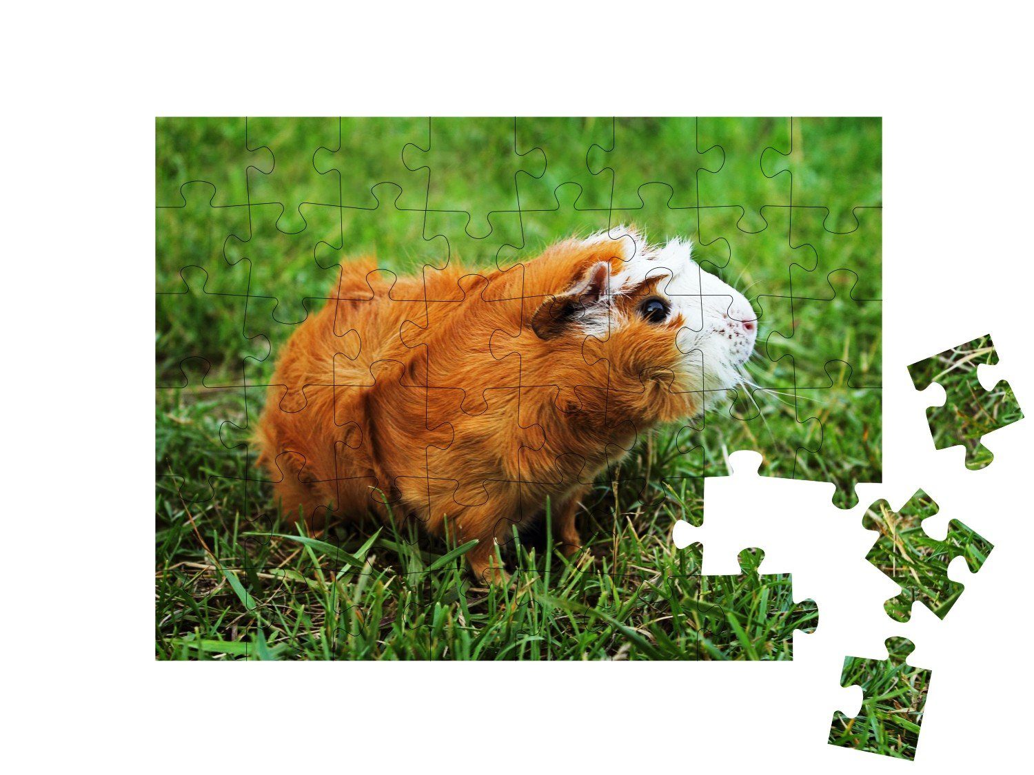 Meerschweinchen, auf Gras, Puzzleteile, 48 Abessinier-Meerschweinchen Bauernhof-Tiere puzzleYOU Rotes Puzzle grünem puzzleYOU-Kollektionen
