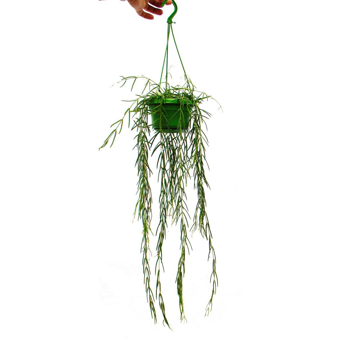 Exotenherz Zimmerpflanze Zimmerpflanze zum Hängen - Hoya linearis - Wachsblume 12cm Ampel