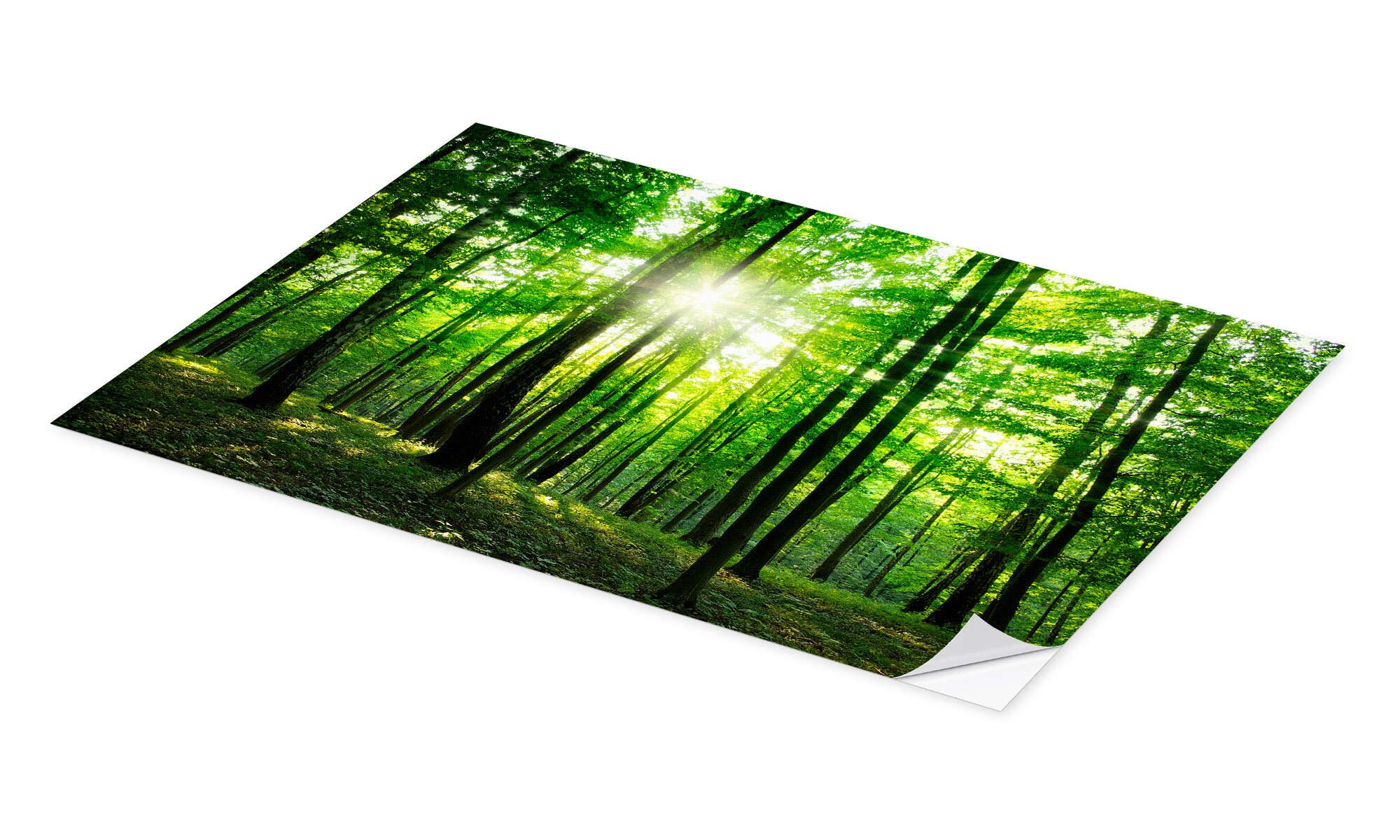 Posterlounge Wandbild Sonnenlicht im grünen Wald, Frühling, Editors Choice, erhältlich als Poster, Leinwandbild, Wandsticker oder Acrylglasbild