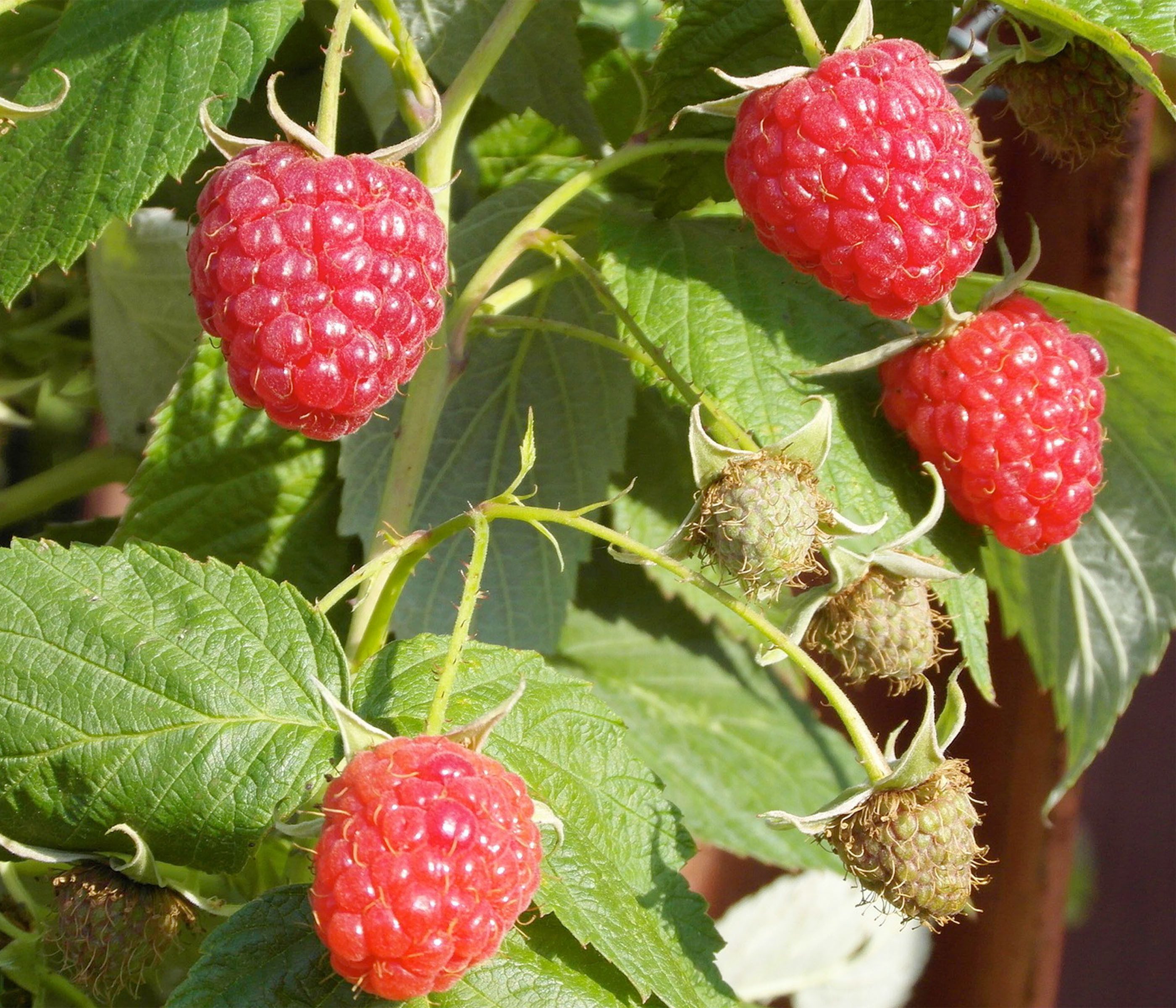 Dehner Obstpflanze Bio Himbeere Malling Promise, süsse rote Früchte, 30-50 cm exkl. Topf, insektenfreundliche Selbstbefruchter-Sorte