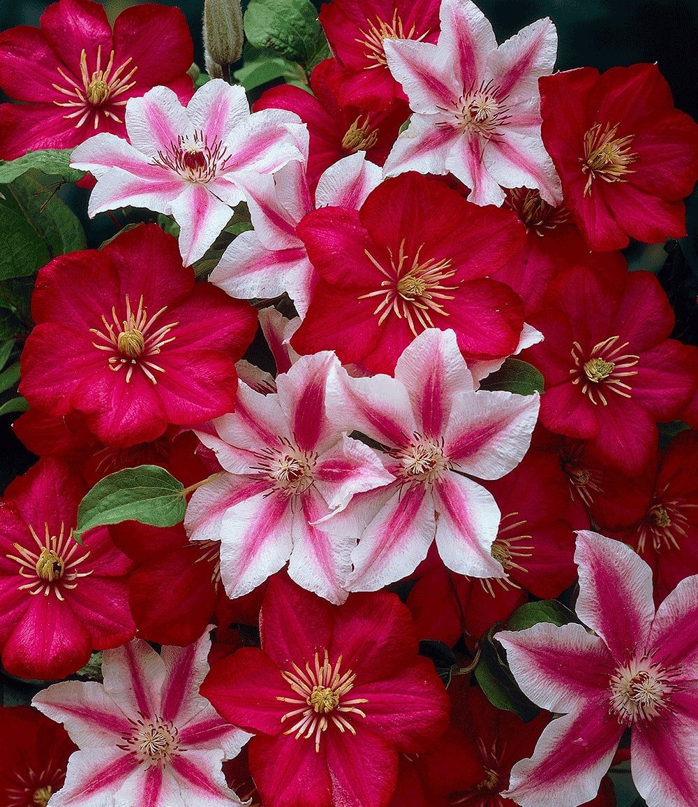 BALDUR Garten Zierstrauch Clematis 'Nelly Moser' & 'Ville de Lyon', 2 St., Kletterpflanze,winterhart, mehrjährig, pflegeleicht