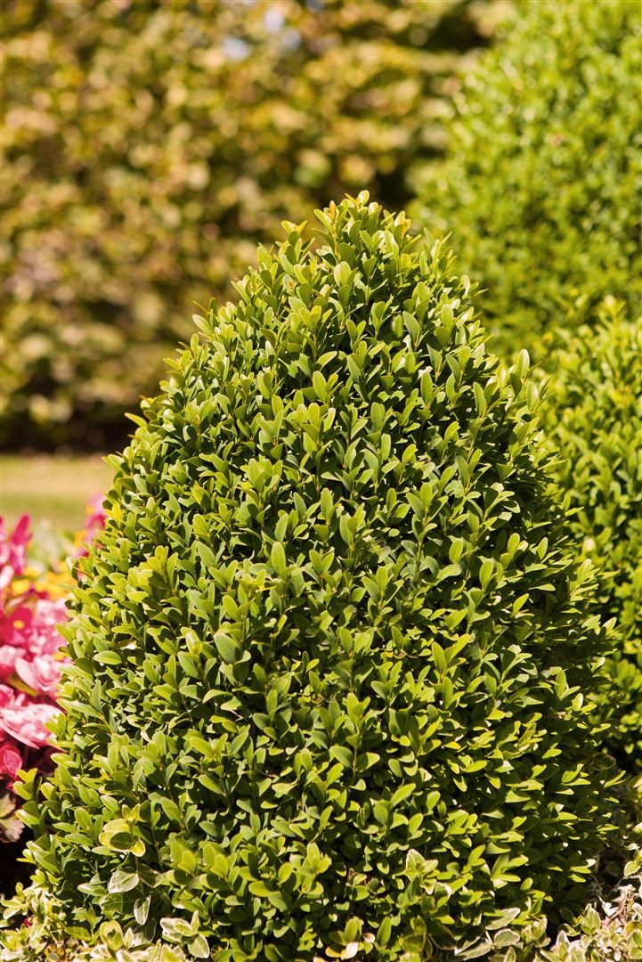 Pflanzen für Dich Gehölze Buxus semp. arborescens, 1 St., Buchsbaum, Gewöhnlicher Buchsbaum