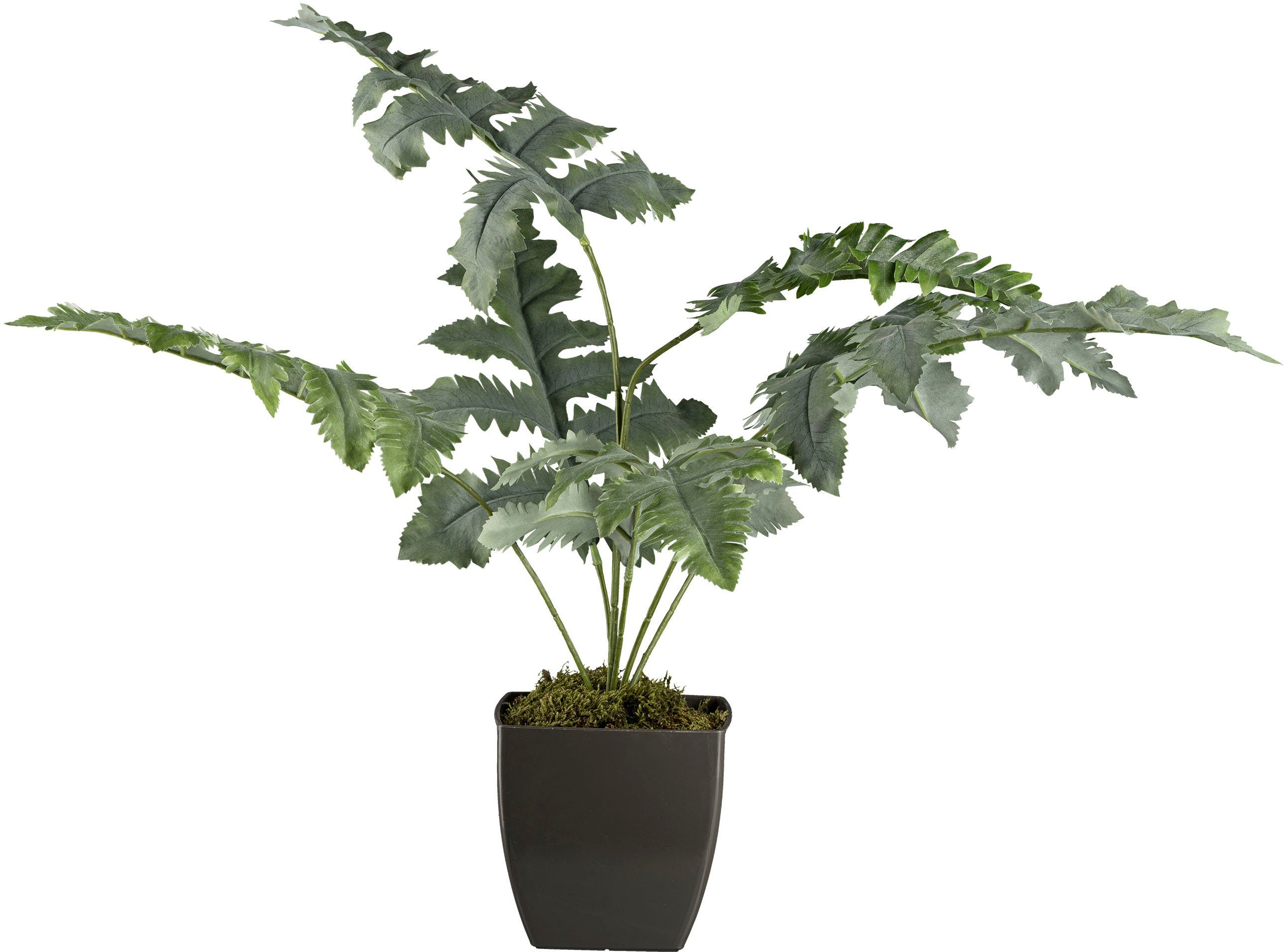 Künstliche Zimmerpflanze Blaufarn im Topf Farn, Creativ green, Höhe 68 cm