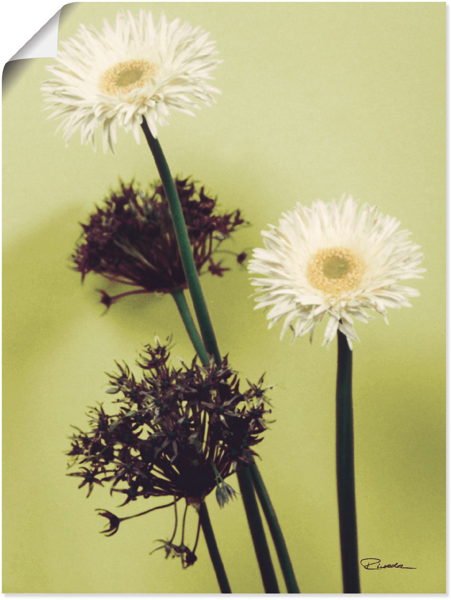 Artland Wandbild »Zwei vor grün - Gerberas«, Blumenbilder (1 Stück), in vielen Größen & Produktarten - Alubild / Outdoorbild für den Außenbereich, Leinwandbild, Poster, Wandaufkleber / Wandtattoo auch für Badezimmer geeignet-Otto