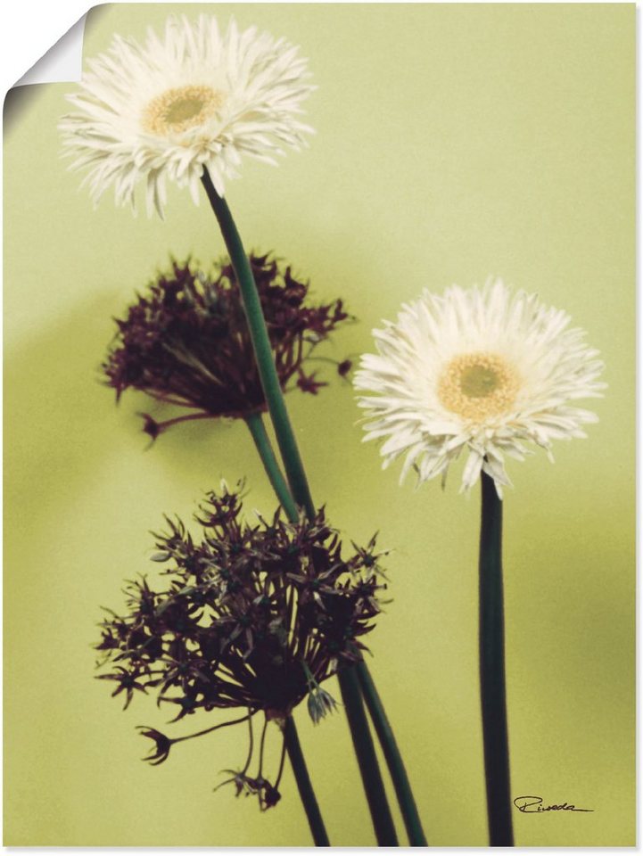 versch. Gerberas, (1 Zwei als Poster in Blumenbilder Wandaufkleber Alubild, St), Größen Wandbild grün Leinwandbild, - oder Artland vor