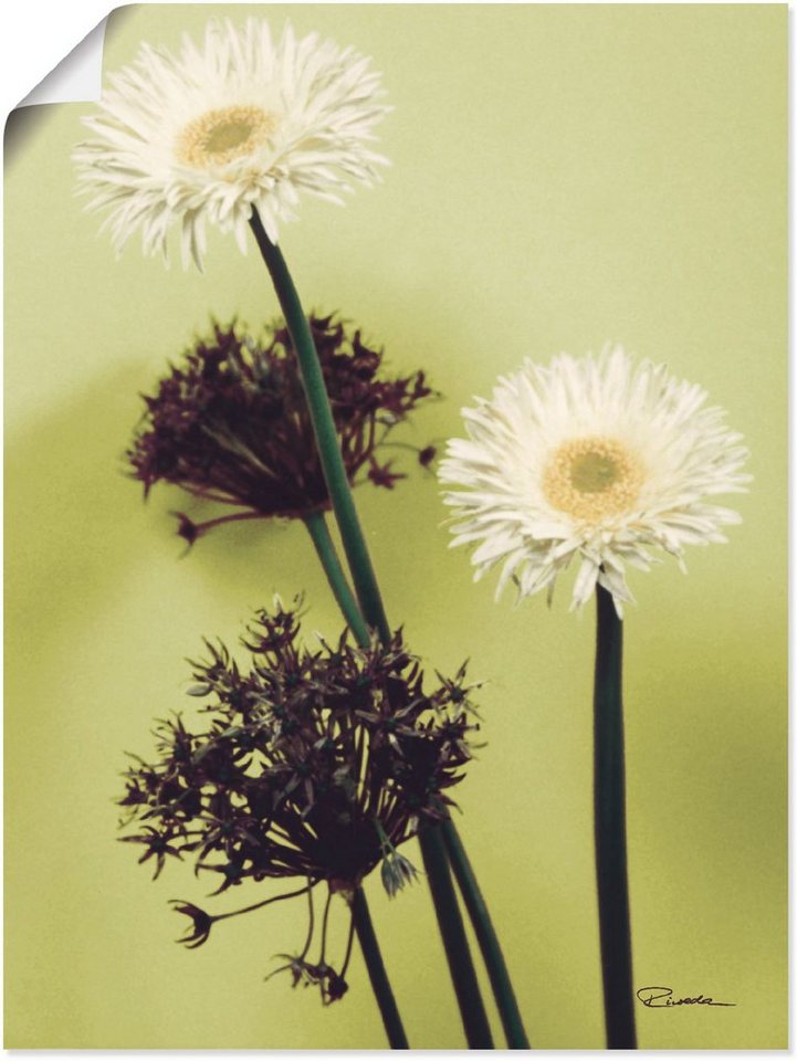 Artland Wandbild Zwei vor grün - Gerberas, Blumenbilder (1 St), als Alubild,  Leinwandbild, Wandaufkleber oder Poster in versch. Größen