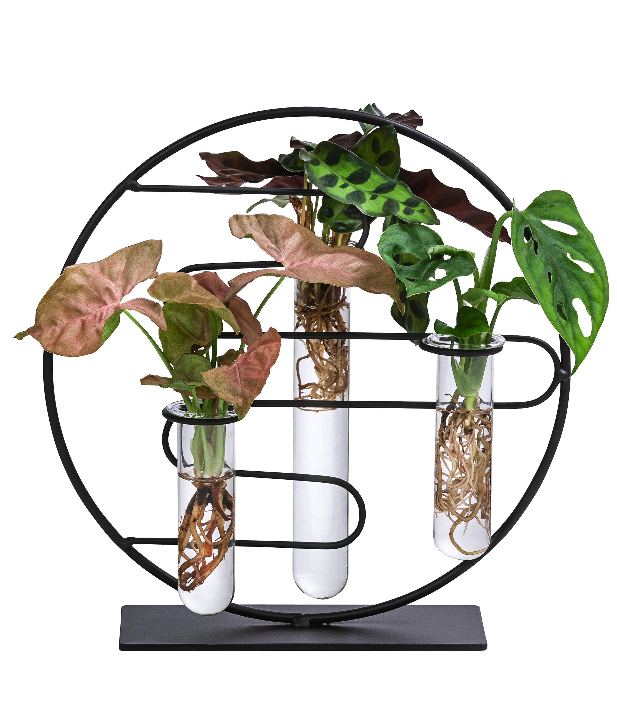 Dehner Zimmerpflanze Waterplant - Set Dubai, je 1x - Monstera, Balsamapfel, Purpurtute, Clusia rosea, Monstera, Syngonium, Wasserpflanzen in Reagenzgläsern