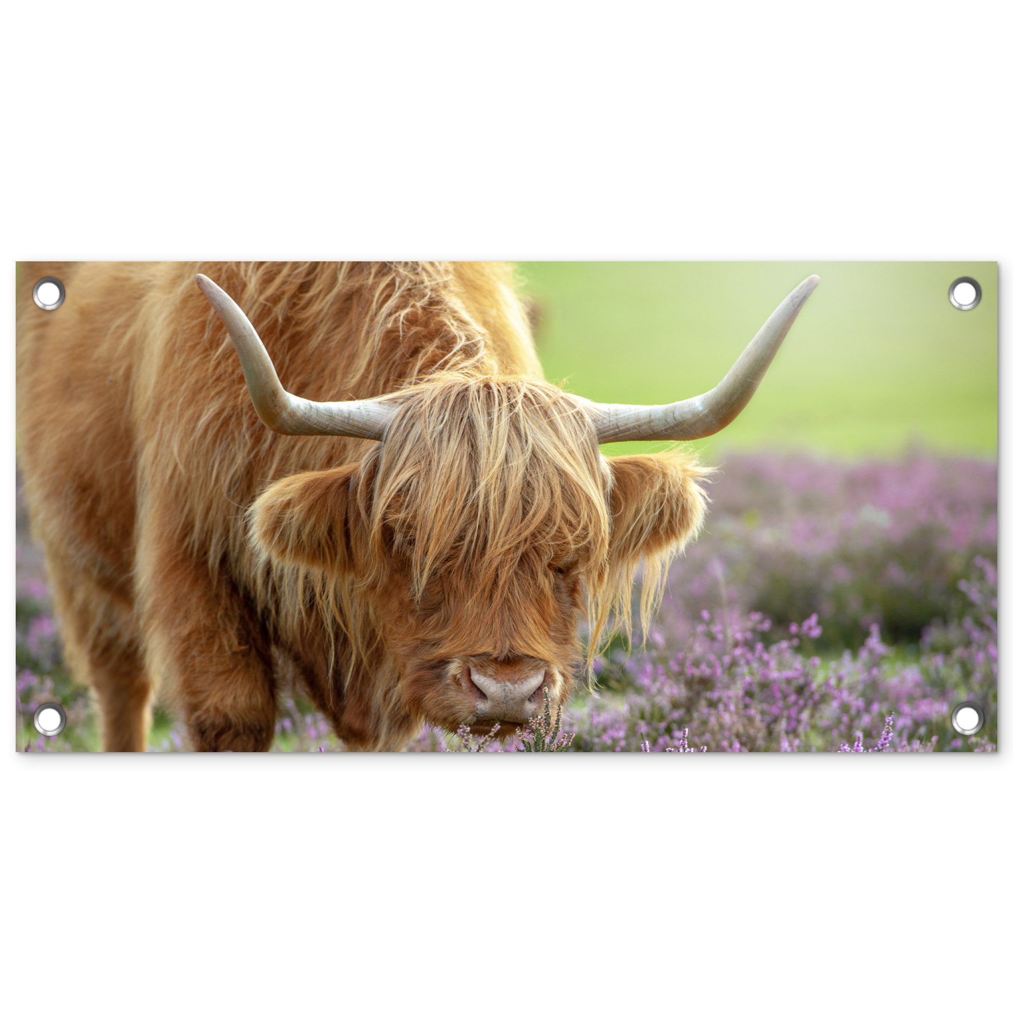 OnlyWow Poster für Garten Schottischer Highlander - Lila - Blumen, Gartenposter, Outdoor Bilder, Wetterfest, Garten Deko, 60x30 cm