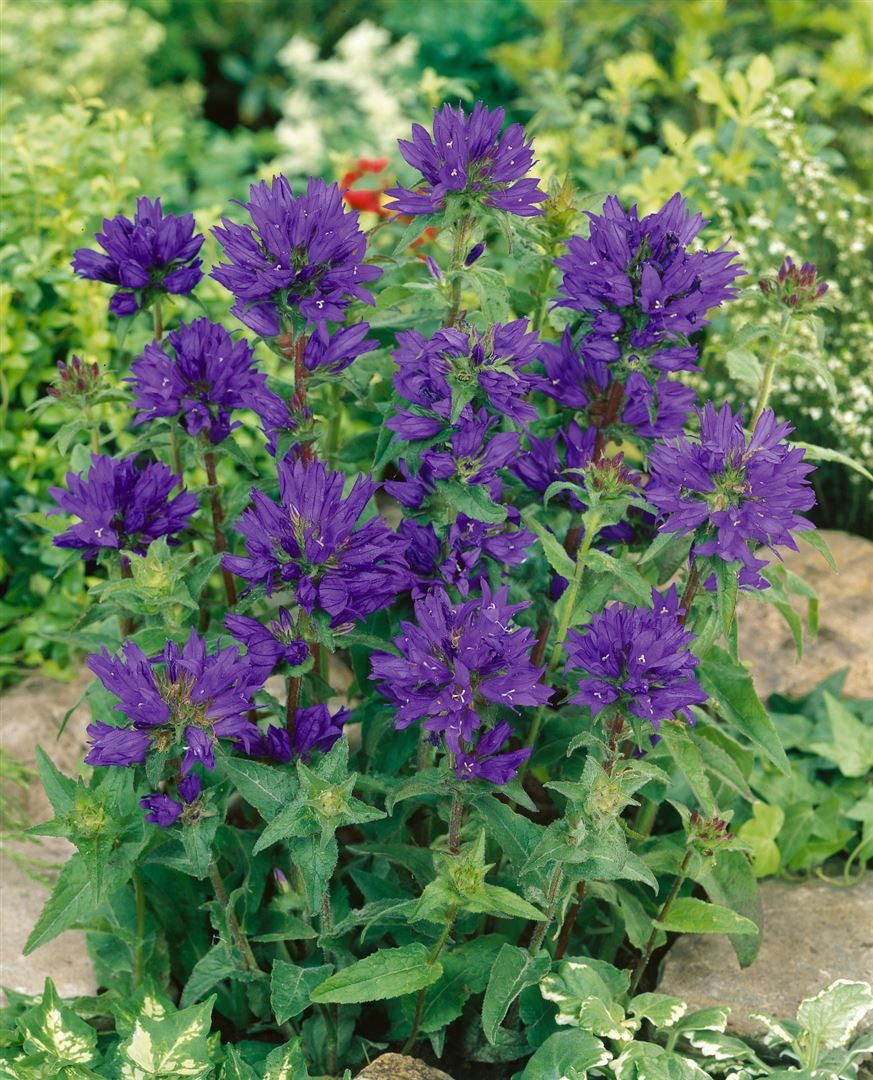Pflanzen für Dich Staude Campanula glomerata Superba, 1 St., Knäuel-Glockenblume, Ballonblume