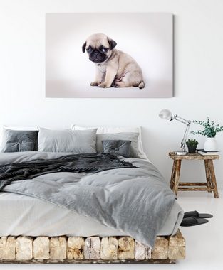 Pixxprint Leinwandbild Kleiner Hundewelpe Mops, Kleiner Hundewelpe Mops (1 St), Leinwandbild fertig bespannt, inkl. Zackenaufhänger