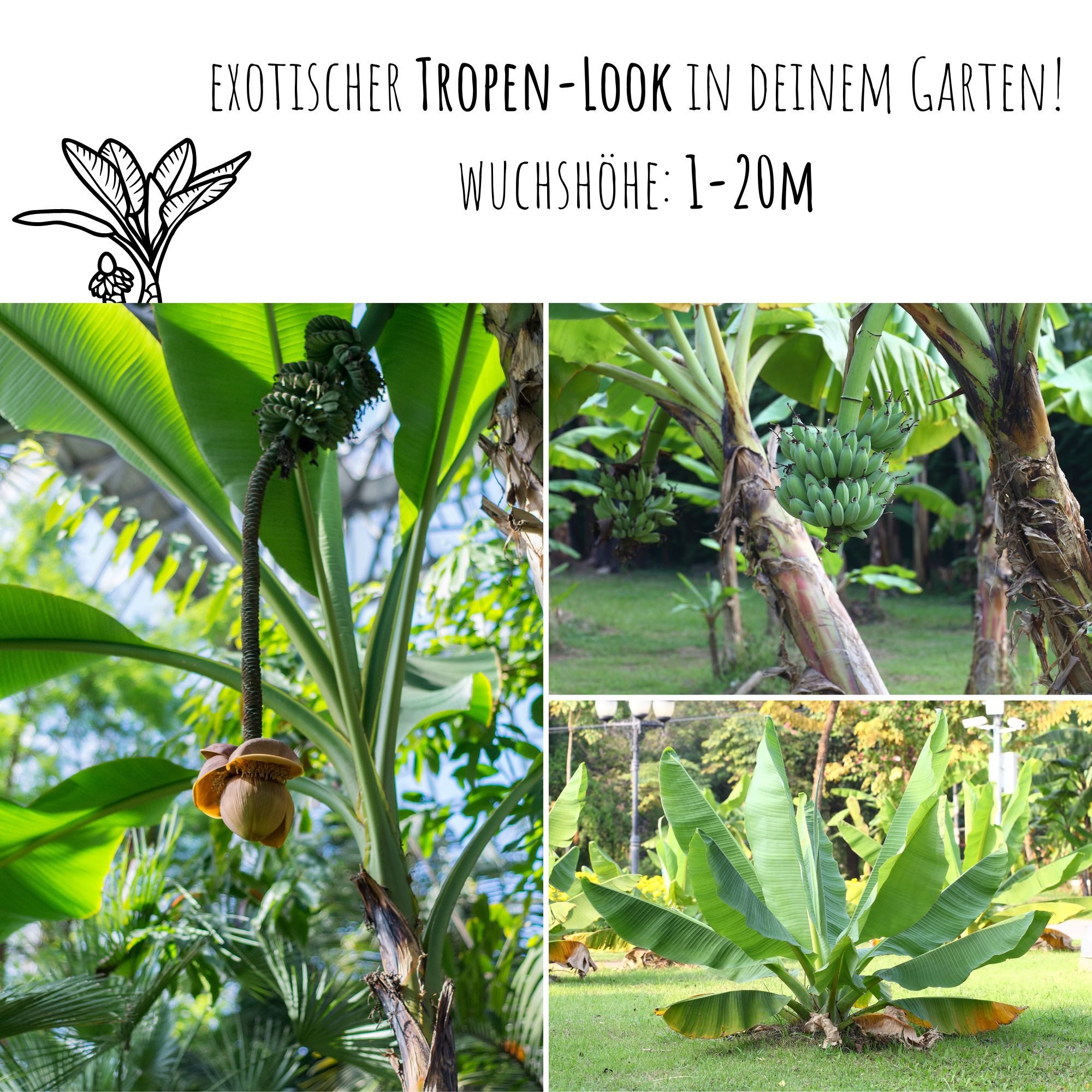 HappySeed Blumensamen Darjeeling Bananen Samen (Musa sikkimensis) - Winterharte Banane, Blumen